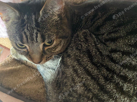 Female tabby cat