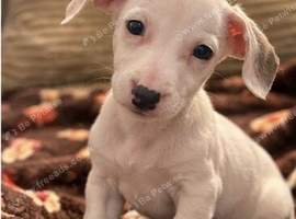 BEAUTIFUL Mini- Dachshund PUPPIES LOOKING FOR THEIR FOREVER HOMES