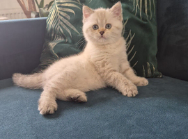 A lovely kitten boy