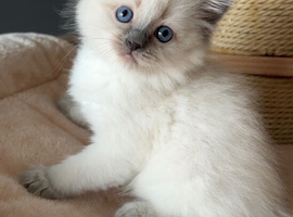 Ragdoll Kittens (GCCF REGISTERED AND FULLY HEALTH TESTED)