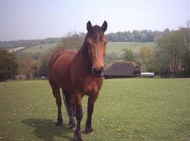 Grass livery