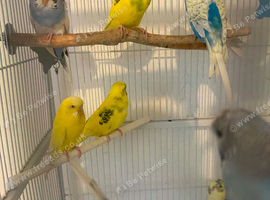 13 budgies