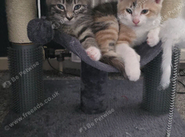 2 kittens bonded pair must go together