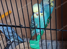 Lovely baby budgies