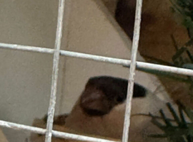 Wanted Badley i lost  my  bully hen she  had a tumor in her  neck.