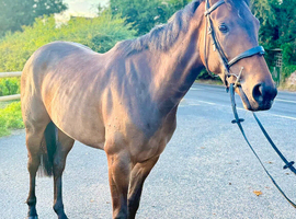Genuine Young Filly