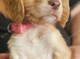 7 working cocker spaniel puppies