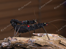 Black Beauty Stick Insects For Sale UK (Peruphasma schultei) PSG 270