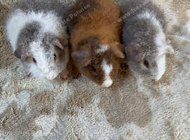 Baby Male Teddy Guinea Pigs