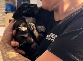Sprocker pups for sale