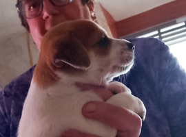 Jackawawa puppies