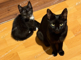 Two kittens for sale &pound;15