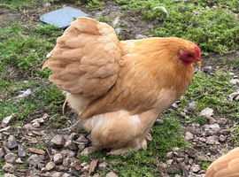 Beautiful Buff Pekin Bantam Hens
