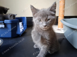Only 2 left grey/ silvery blue  beautiful boys