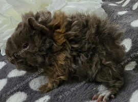 3 boars available