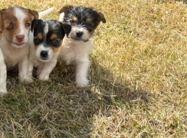 Jack Russell pups for sale