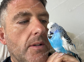 Wanted. English budgie.