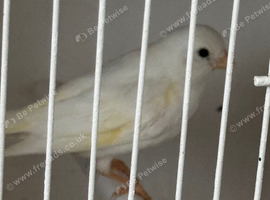 Fife canaries