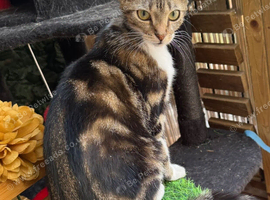 YOUNG FEMALE CAT FOR NEW LOVING HOME