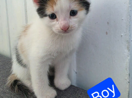 Mixed british Longhair kittens are looking for loving homes.
