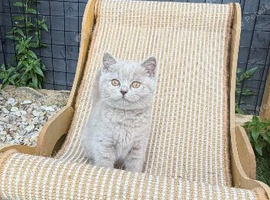 British short hair kittens