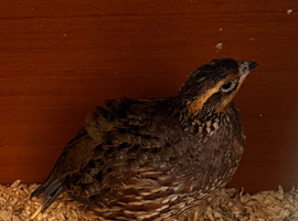Breeding pair northern bobwhite quails