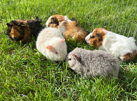 Beautiful Baby Guinea pigs Rex & Rosette 5 weeks old