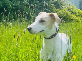 Lurcher x whippet x bull x greyhound