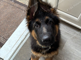 Male German shepherd puppy