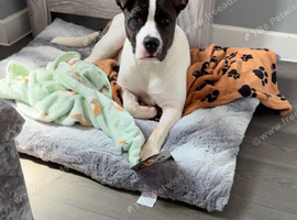 Puppy for sale