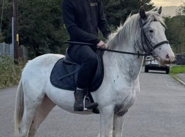 Cute family pony Appaloosa for sale!