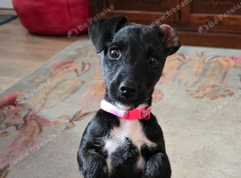 Patterjack puppy
