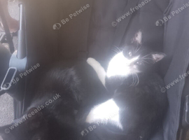 5 kittens