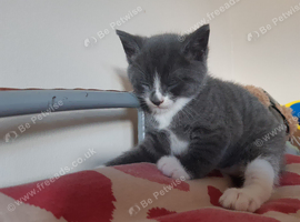 Kitten