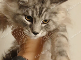 Male maine coon kitten