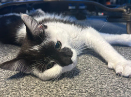 18 months old , needs a,new home .