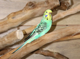 Budgies Pairs available &pound;65 a pair,3