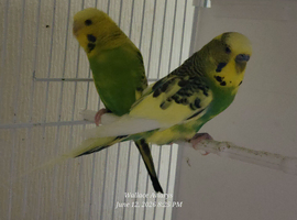 Various budgies for sale