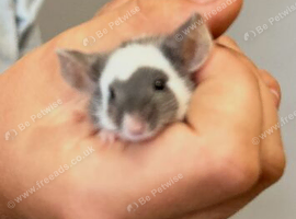 Lovely friendly mouse and cage