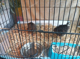 Coturnix Quail - lots of different colours available all now over 5 weeks old now some sexed some unsexed