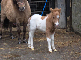 SPSBS registered mini shetland colt foal. SKEWBALD MUSHROOM