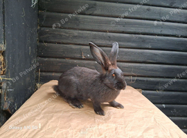 Flemish giant females