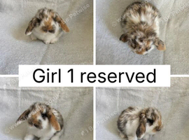 ALL RESERVED 6 beautiful baby mini lops ready to reserve
