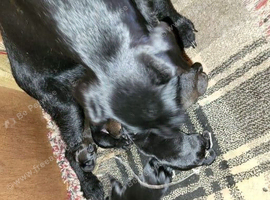 7 chunky patterdal pups
