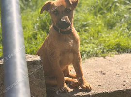 German shepherd cross