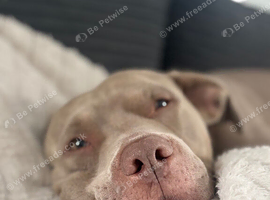 5 Year old staffordshire bull terrier