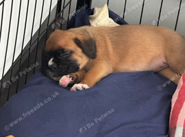 Champion breed boxer puppies