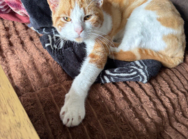 Ginger boy 8months old