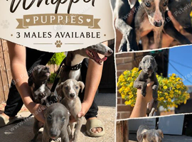 ITALIAN WHIPPET PUPPIES &ndash; 3 BEAUTIFUL BOYS AVAILABLE