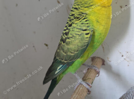 Black wing budgies